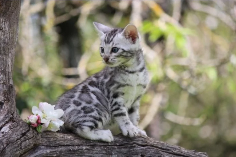 Chatons1