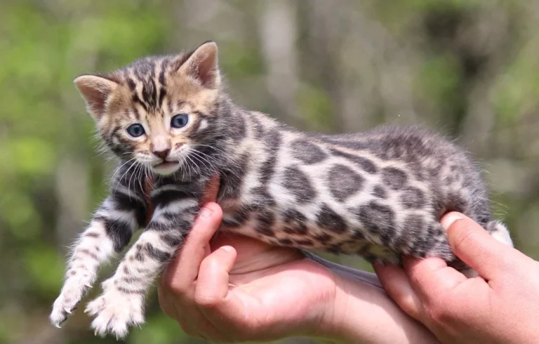 Chatons10