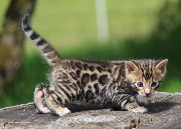 Chatons11