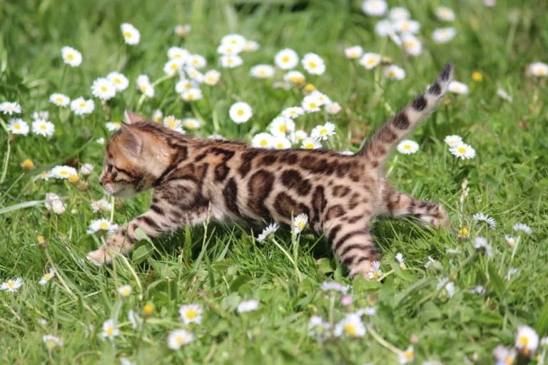 Chatons12
