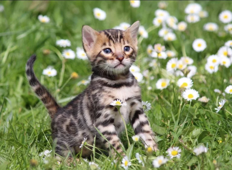 Chatons13