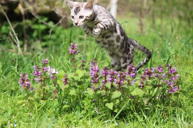 Chatons14