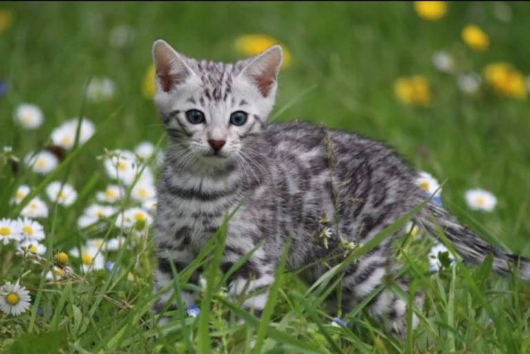 Chatons15
