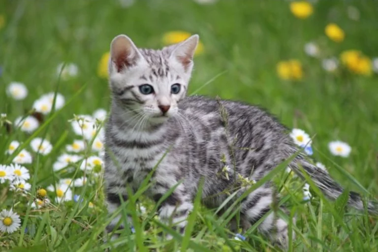Chatons16