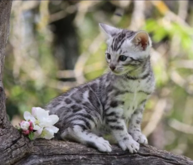 Chatons17