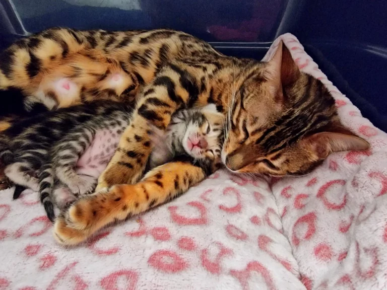 Chatons18