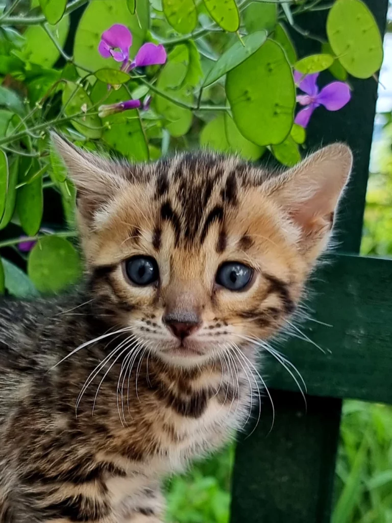 Chatons19