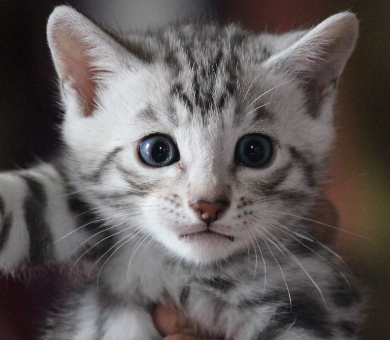 Chatons2