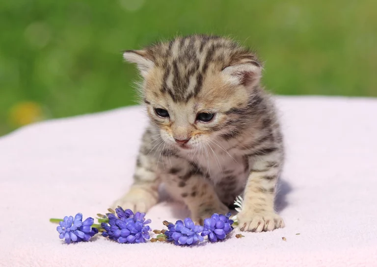 Chatons20