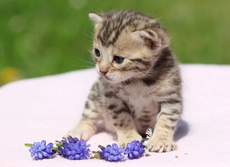 Chatons21
