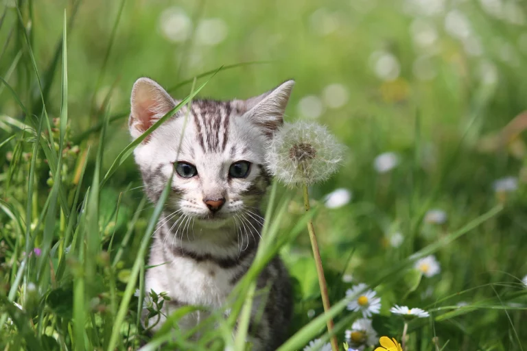 Chatons3