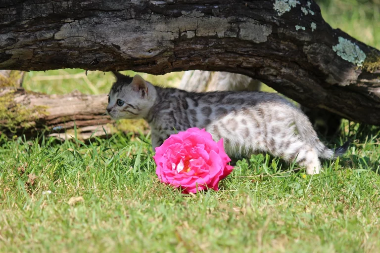 Chatons4