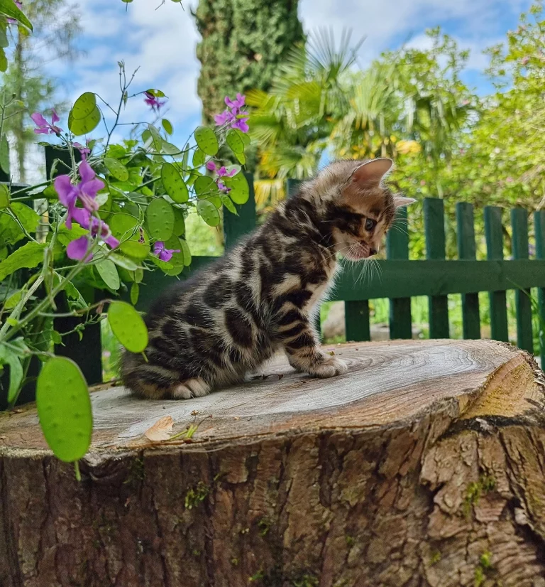 Chatons5