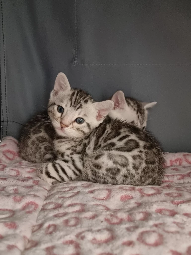 Chatons6