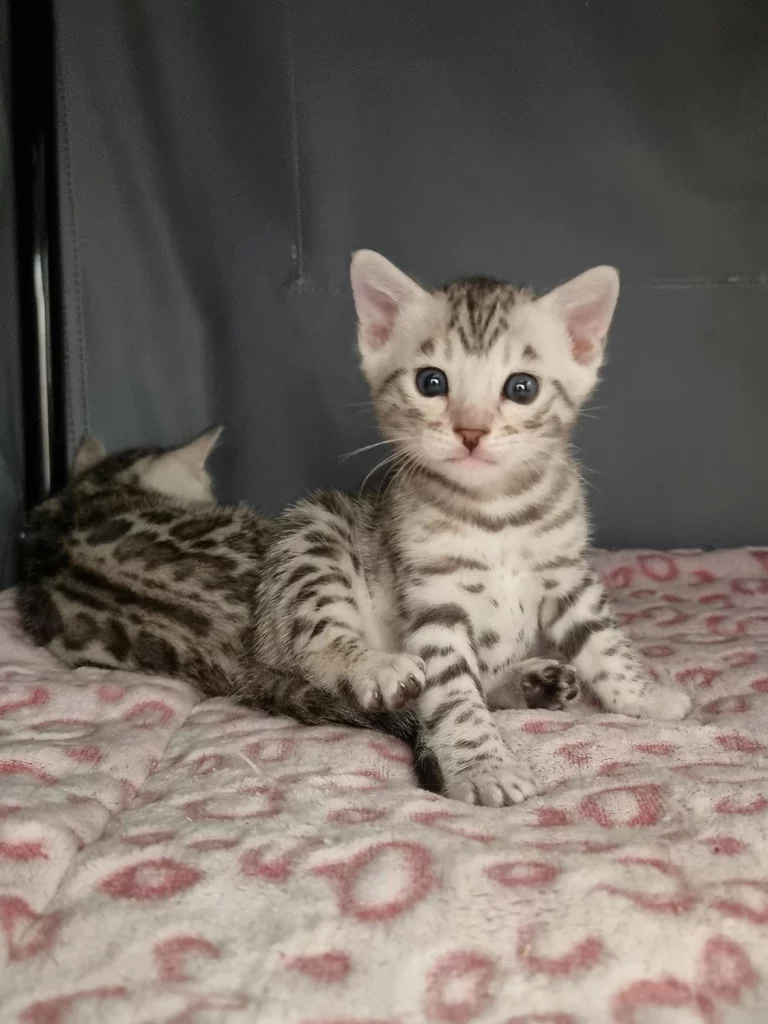 Chatons7
