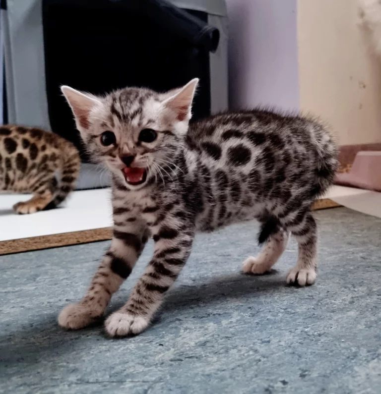 Chatons8