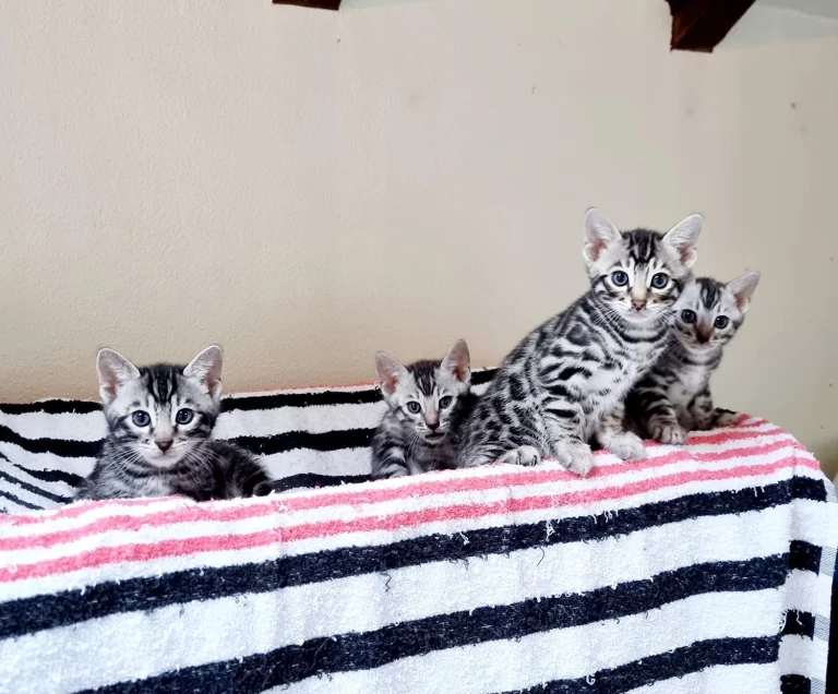 Chatons9