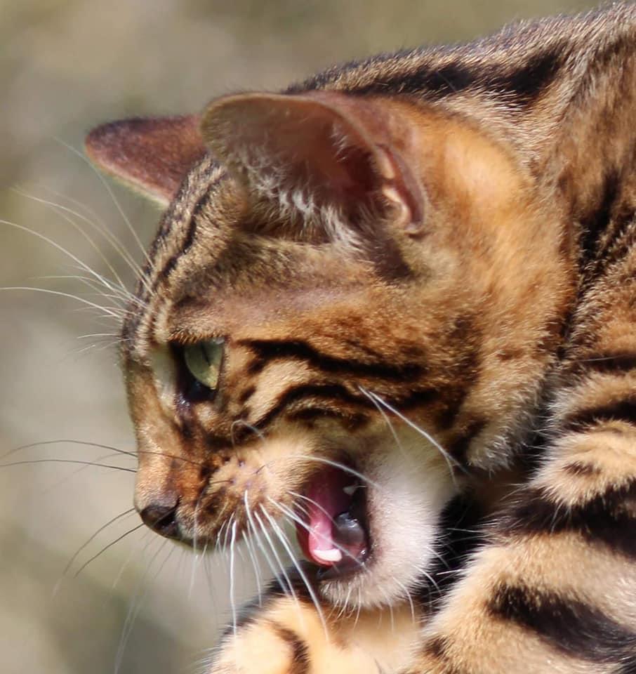 Chats de Bengal