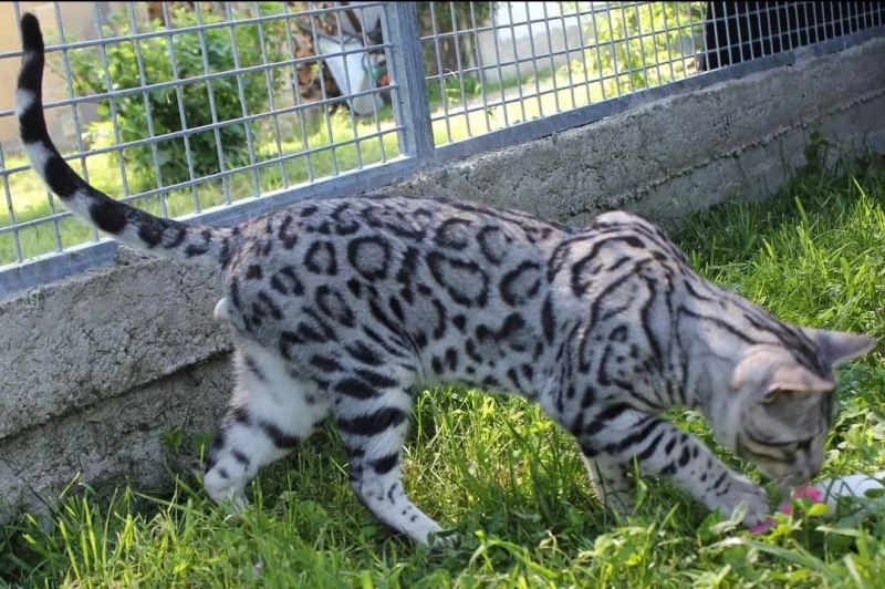 Divers3 Chats de Bengal